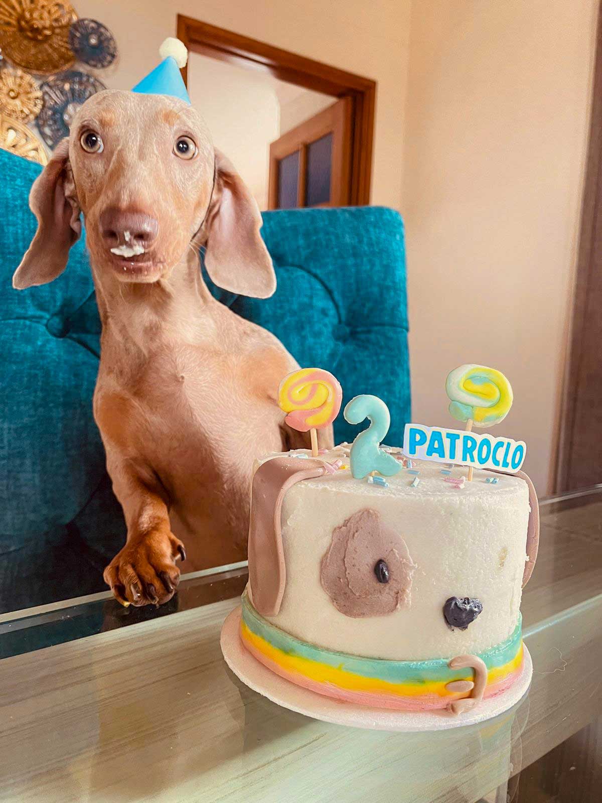 Torta perrito