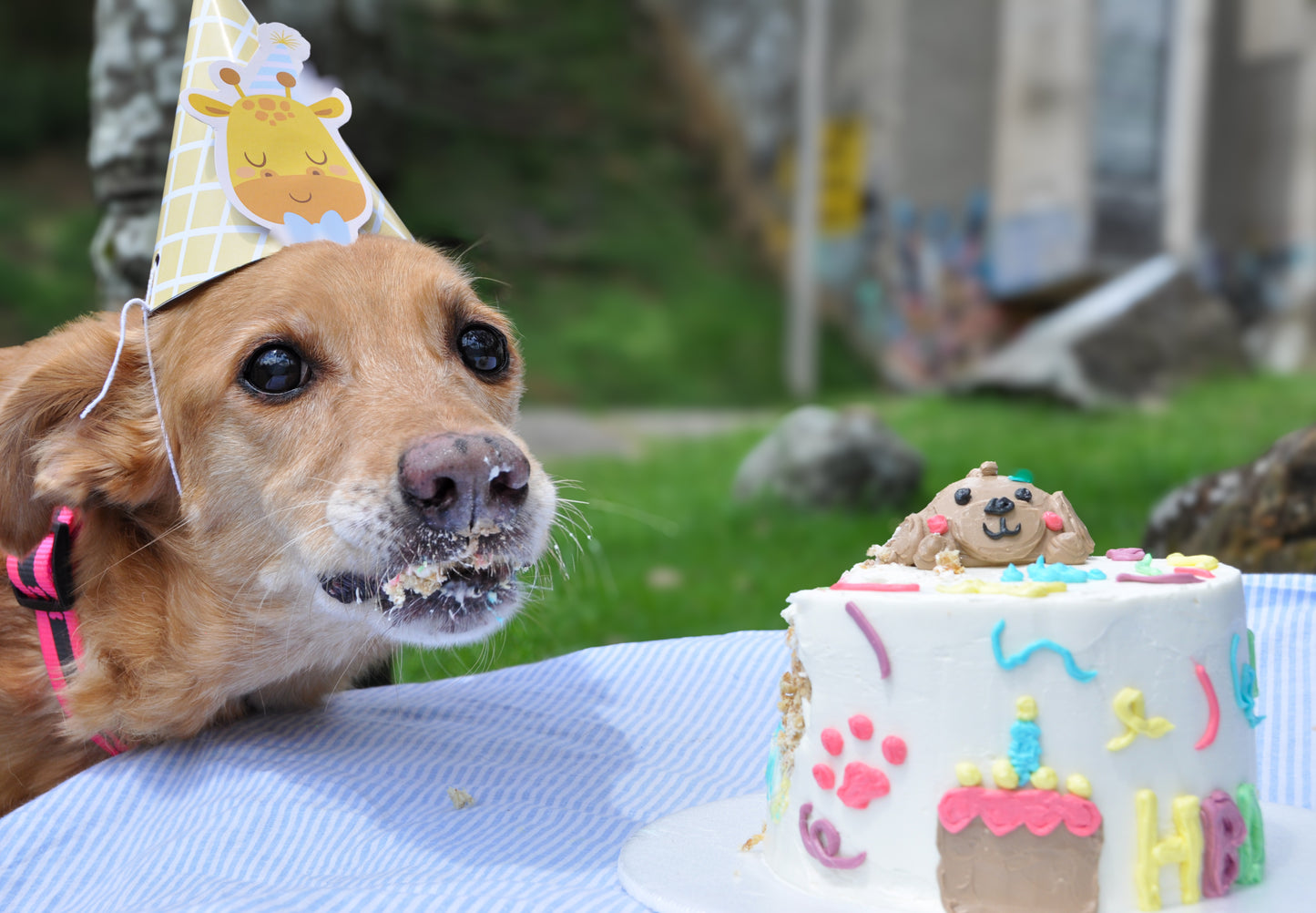 Tortas fiesta perrito