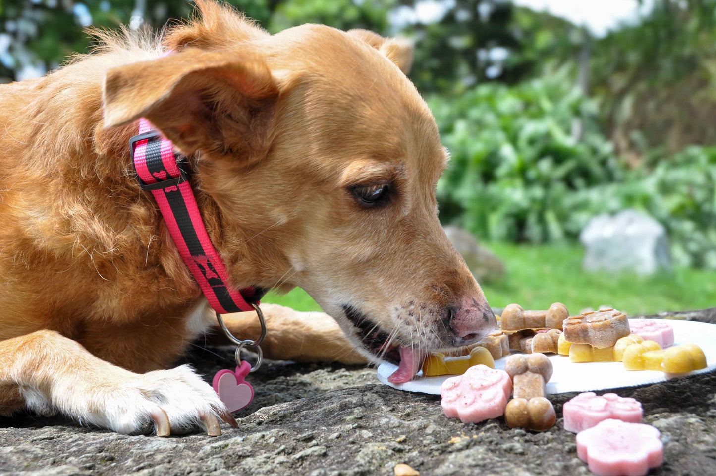 Bonihelados caldo de hueso
