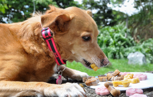 ¡Ojo con el plato! Alimentos prohibidos y recomendados para perros y gatos