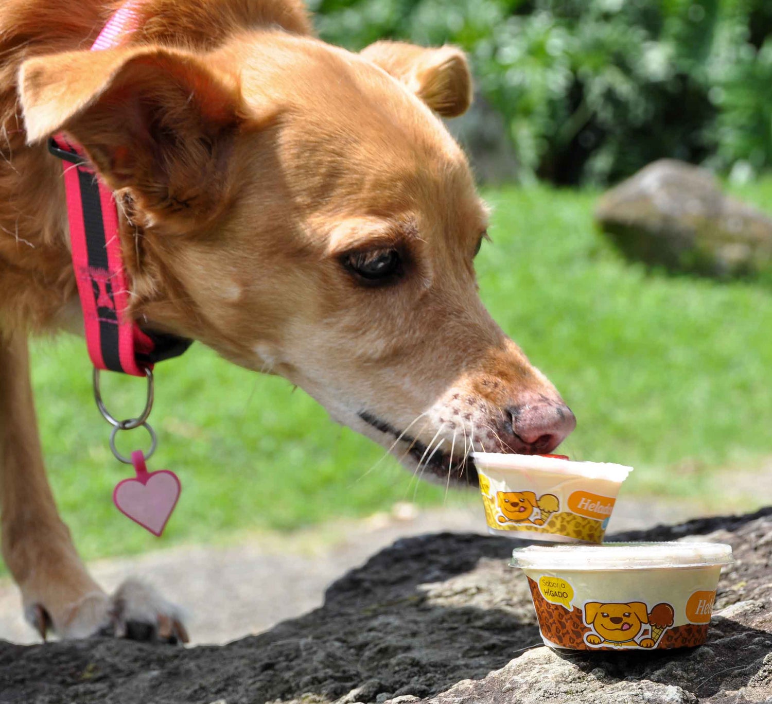 Helados para perros y gatos