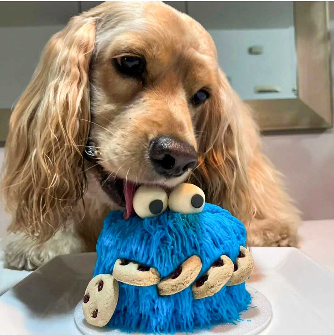 Tortas para perros y gatos