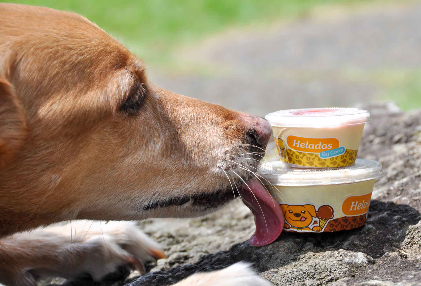 Helados para perros y gatos cremosos de Kéfir