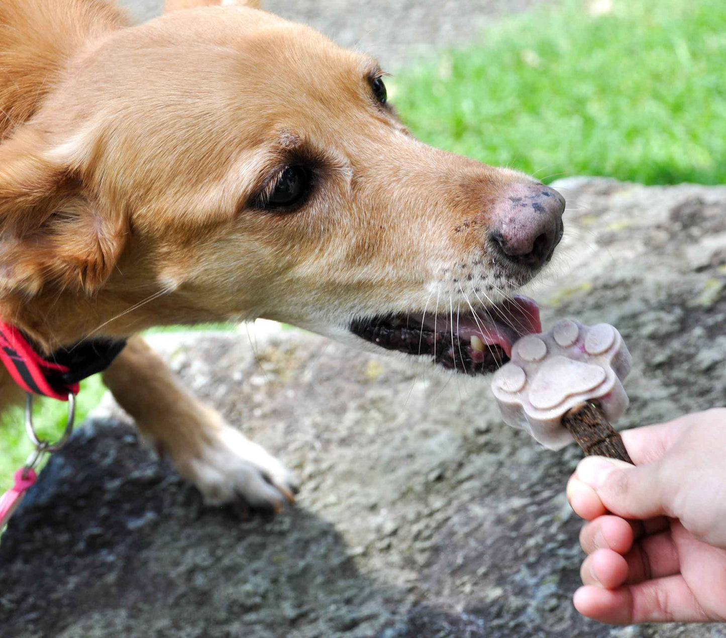 Paletas para perros de caldo de hueso